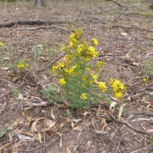 Hypericum perforatum at Garran, ACT - 26 Jan 2015 09:29 AM