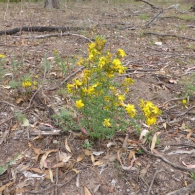 Hypericum perforatum (St John's Wort) at Mount Mugga Mugga - 25 Jan 2015 by Mike