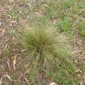 Nassella trichotoma at Garran, ACT - 26 Jan 2015