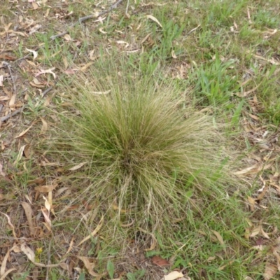 Nassella trichotoma (Serrated Tussock) at Mount Mugga Mugga - 25 Jan 2015 by Mike