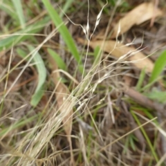 Nassella trichotoma at Garran, ACT - 26 Jan 2015