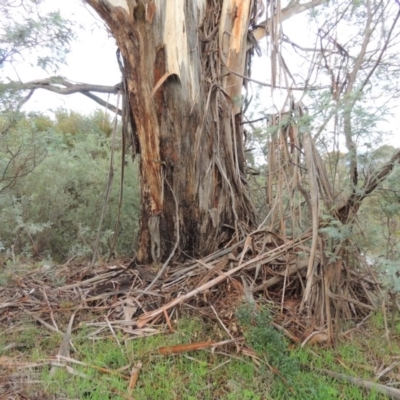 Eucalyptus viminalis (Ribbon Gum) at Point Hut to Tharwa - 9 Dec 2014 by michaelb