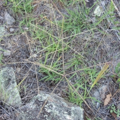 Chloris truncata (Windmill Grass) at Tennent, ACT - 26 Dec 2014 by MichaelBedingfield