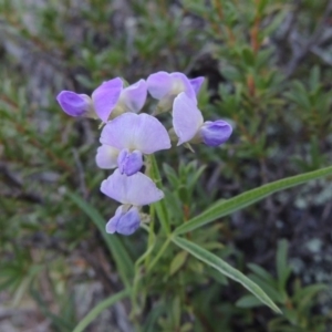 Glycine clandestina at Tennent, ACT - 26 Dec 2014