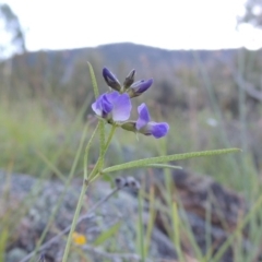 Glycine clandestina at Tennent, ACT - 26 Dec 2014