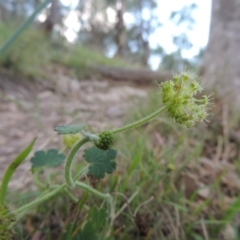 Hydrocotyle laxiflora (Stinking Pennywort) at Tennent, ACT - 26 Dec 2014 by MichaelBedingfield