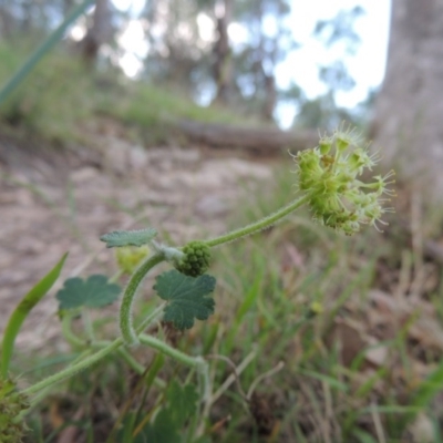 Hydrocotyle laxiflora (Stinking Pennywort) at Tennent, ACT - 26 Dec 2014 by michaelb