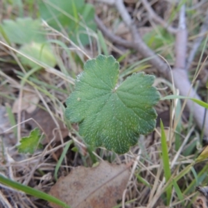 Hydrocotyle laxiflora at Tennent, ACT - 26 Dec 2014 07:36 PM