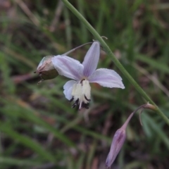 Arthropodium milleflorum (Vanilla Lily) at Tennent, ACT - 26 Dec 2014 by MichaelBedingfield