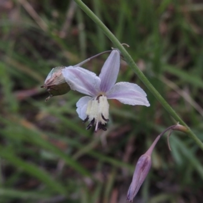 Arthropodium milleflorum (Vanilla Lily) at Tennent, ACT - 26 Dec 2014 by MichaelBedingfield