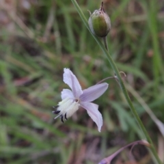 Arthropodium milleflorum at Tennent, ACT - 26 Dec 2014 07:53 PM