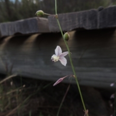 Arthropodium milleflorum at Tennent, ACT - 26 Dec 2014 07:53 PM