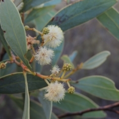 Acacia penninervis var. penninervis (Hickory Wattle) at Tennent, ACT - 26 Dec 2014 by michaelb