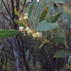 Acacia penninervis var. penninervis at Tennent, ACT - 26 Dec 2014 08:12 PM