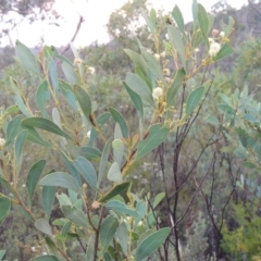 Acacia penninervis var. penninervis at Tennent, ACT - 26 Dec 2014