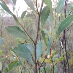 Acacia penninervis var. penninervis at Tennent, ACT - 26 Dec 2014 08:12 PM