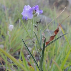 Glycine clandestina (Twining Glycine) at Conder, ACT - 12 Nov 2014 by MichaelBedingfield