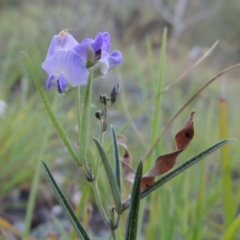 Glycine clandestina at Conder, ACT - 12 Nov 2014