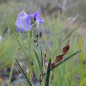 Glycine clandestina at Conder, ACT - 12 Nov 2014