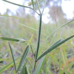 Glycine clandestina at Conder, ACT - 12 Nov 2014 12:00 AM