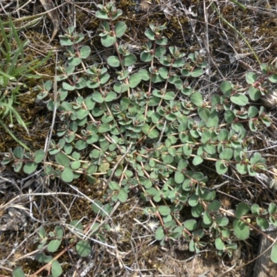 Euphorbia dallachyana (Mat Spurge, Caustic Weed) at Mount Ainslie - 30 Jan 2015 by SilkeSma