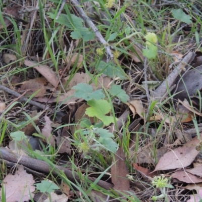 Hydrocotyle laxiflora (Stinking Pennywort) at Rob Roy Range - 6 Dec 2014 by michaelb