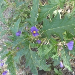 Solanum cinereum (Narrawa Burr) at Majura, ACT - 30 Jan 2015 by SilkeSma