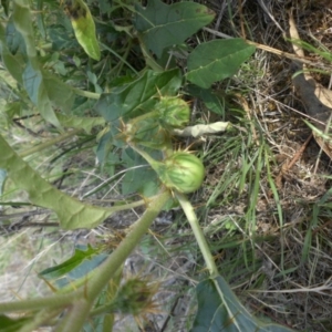 Solanum cinereum at Majura, ACT - 31 Jan 2015
