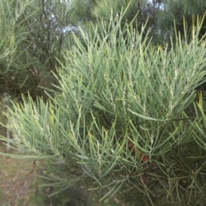 Acacia linearifolia at Majura, ACT - 31 Jan 2015
