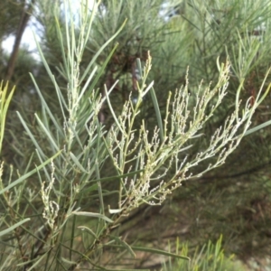 Acacia linearifolia at Majura, ACT - 31 Jan 2015