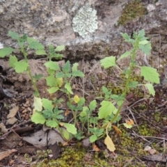 Dysphania pumilio (Small Crumbweed) at Tennent, ACT - 24 Jan 2015 by MichaelBedingfield