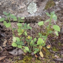 Dysphania pumilio (Small Crumbweed) at Tennent, ACT - 24 Jan 2015 by michaelb