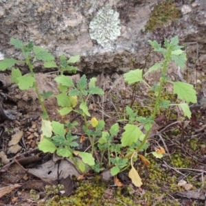 Dysphania pumilio at Tennent, ACT - 24 Jan 2015 06:44 PM