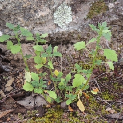 Dysphania pumilio (Small Crumbweed) at Tennent, ACT - 24 Jan 2015 by MichaelBedingfield