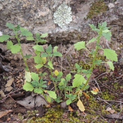 Dysphania pumilio (Small Crumbweed) at Tennent, ACT - 24 Jan 2015 by michaelb