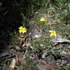 Goodenia pinnatifida (Scrambled Eggs) at Mount Ainslie to Black Mountain - 31 Jan 2015 by SilkeSma