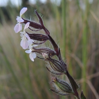 Silene gallica var. gallica (French Catchfly) at Chisholm, ACT - 25 Oct 2014 by MichaelBedingfield