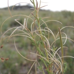 Epilobium billardiereanum subsp. cinereum (Hairy Willow Herb) at Theodore, ACT - 8 Jan 2015 by MichaelBedingfield