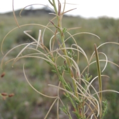 Epilobium billardiereanum subsp. cinereum (Hairy Willow Herb) at Theodore, ACT - 8 Jan 2015 by michaelb