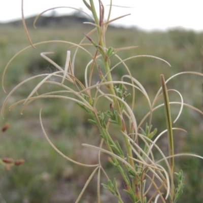 Epilobium billardiereanum subsp. cinereum (Hairy Willow Herb) at Tuggeranong Hill - 8 Jan 2015 by michaelb