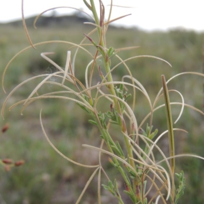 Epilobium billardiereanum subsp. cinereum (Hairy Willow Herb) at Theodore, ACT - 8 Jan 2015 by MichaelBedingfield