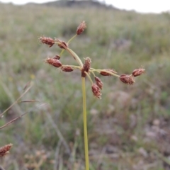 Fimbristylis dichotoma (A Sedge) at Tuggeranong Hill - 8 Jan 2015 by michaelb