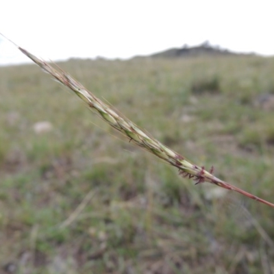 Bothriochloa macra (Red Grass, Red-leg Grass) at Tuggeranong Hill - 8 Jan 2015 by michaelb