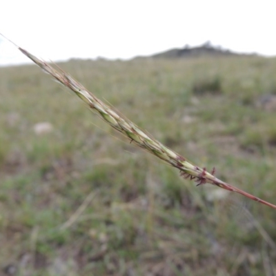 Bothriochloa macra (Red Grass, Red-leg Grass) at Theodore, ACT - 8 Jan 2015 by MichaelBedingfield