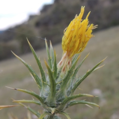 Carthamus lanatus (Saffron Thistle) at Tuggeranong Hill - 8 Jan 2015 by michaelb