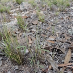 Grona varians (Slender Tick-Trefoil) at Theodore, ACT - 8 Jan 2015 by michaelb