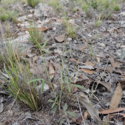 Grona varians (Slender Tick-Trefoil) at Tuggeranong Hill - 8 Jan 2015 by michaelb