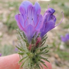 Echium plantagineum (Paterson's Curse) at Tuggeranong Hill - 8 Jan 2015 by MichaelBedingfield