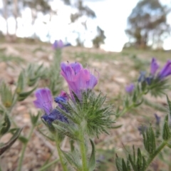 Echium plantagineum at Tuggeranong Hill - 8 Jan 2015 07:23 PM