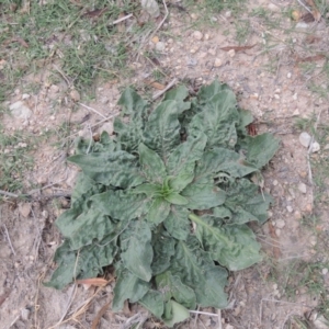 Echium plantagineum at Tuggeranong Hill - 8 Jan 2015